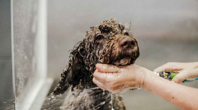 Köpeğim için Hangi Şampuanı Kullanmalıyım?