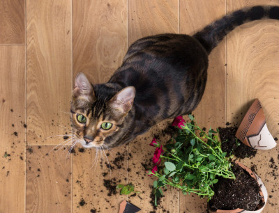 Kediler Neden Eşyaları Yere Atar?