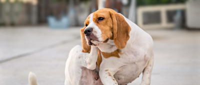 Köpeğimin Bağışıklık Sistemini Nasıl Güçlendirebilirim?