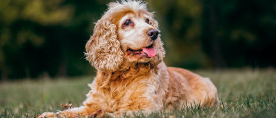 Köpeklerde Alzheimer Belirtileri Nelerdir?