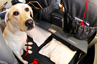 Uçakta Köpek Nasıl Taşınır?