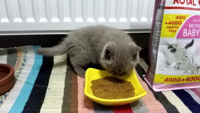 Evde Yavru Kedi Bakımında Dikkat Edilmesi Gerekenler Nelerdir?