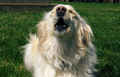 Köpeğim Çok Havlıyor; Ne Yapmalıyım?