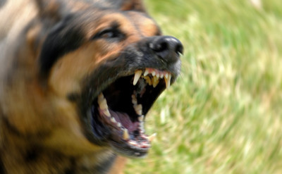 En Çok Havlayan Köpek Cinsleri