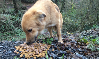 Sokak Köpeklerini Beslerken Nelere Dikkat Etmeliyiz?