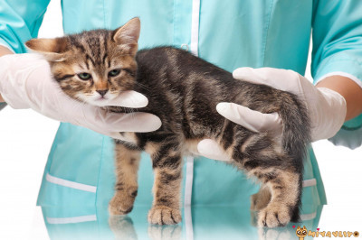 Kedilerde Kabızlık Belirtileri Nelerdir? Kedilerde Kabızlığa Ne İyi Gelir?