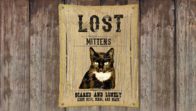 Kedim Kayboldu ne Yapmalıyım?