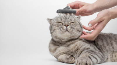 Kedi Bakımında Yapılan Hatalar