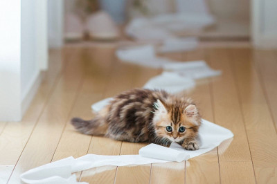 Yavru Kedim İshal Oldu, Ne Yapmalıyım? Kedi İshali Nasıl Geçer?