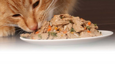 Kedi Konservesi Nedir? Konserve Kedi Maması Seçimi Nasıl Olmalıdır?