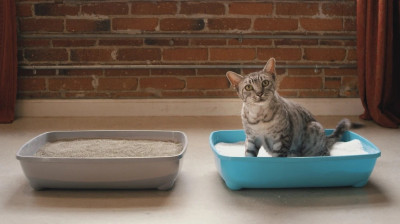 İki Kedi Aynı Kumu Kullanabilir mi?