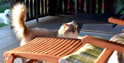 Kedilerin Kuyruk Hareketleri ne Anlama Gelir?
