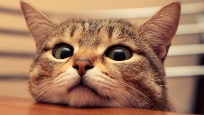 Kedilerin Sevmediği Kokular Hangileridir?