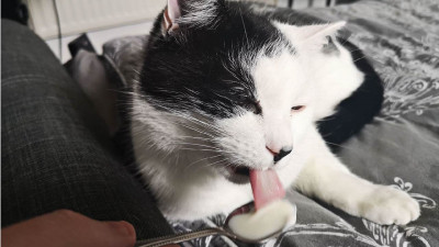 Kedim Şeker Yedi, Ne Yapmalıyım?