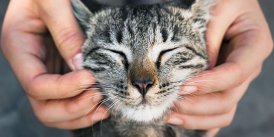 Kedimin Bağışıklığını Nasıl Güçlendirebilirim?