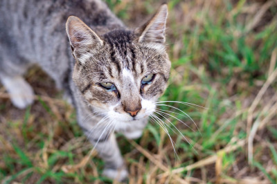 Kedimin Göz Akıntısı Geçmiyor: Kedilerde Göz Akıntısı ve Tedavisi