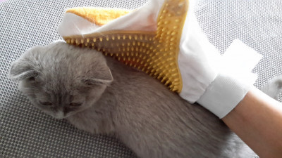 Kedim Çok Tüy Döküyor Ne Yapmalıyım?