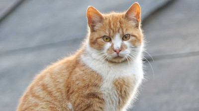 Kedilerin Asla Yememesi Gereken Yiyecekler Nelerdir?