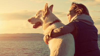 Köpekler Sahiplerini Unutur mu? Terk Edilen Köpek Psikolojisi Nasıldır?