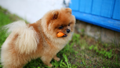 Köpeklere Havuç Verilir mi? Köpeklere Havuç Nasıl Verilir?