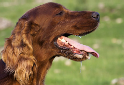 Köpekler Neden Salya Akıtır?