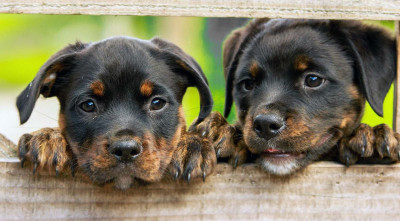 Köpeklerde Kıskançlık Belirtileri