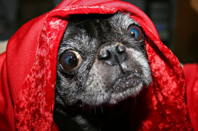 Köpekler Neden Saklanır?