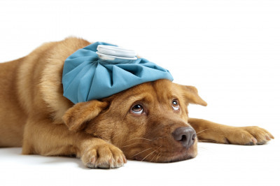 Köpek Grip Olur mu? Köpeklerde Soğuk Algınlığı Belirtileri Nelerdir?