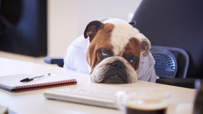 Köpeklerin Hoşlanmadığı Davranışlar Hangileridir?