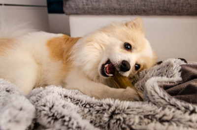 Köpeğim Çok Kaşınıyor, Ne Yapmalıyım?