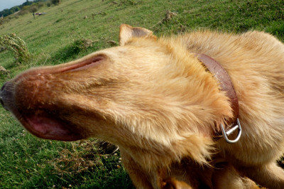 Köpeğim Kaşınıyor ve Yara Oluyor!