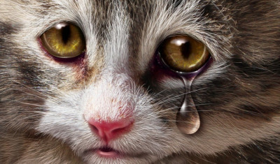 Kedilerde Kanser Belirtileri