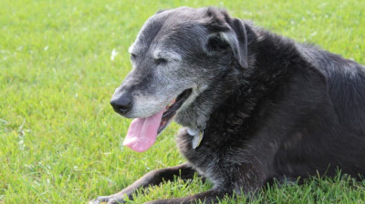 Yaşlı Köpek Bakımı Nasıl Olur?