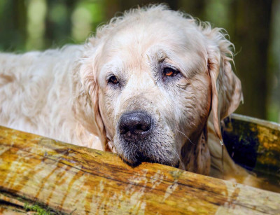 Köpeklerde Yaşlılık Bunaması Nedir? Köpeklerde Demans Belirtileri Nelerdir?
