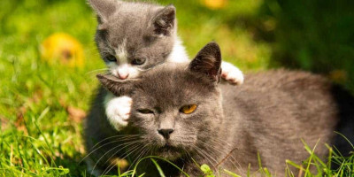 İki Kedi Birbirine Nasıl Alıştırılır?