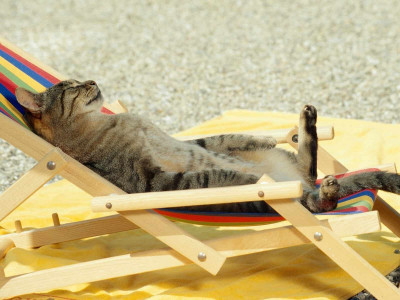 Kediler Sıcaktan Etkilenir mi? Kediyi Sıcaktan Korumanın Yolları