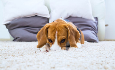 Evdeki Köpek Kokusu Nasıl Giderilir?