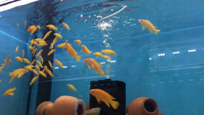 Akvaryumda Balık Beslemenin Püf Noktaları Nelerdir?