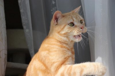 Kedilerin Hızlı Nefes Alıp Vermesi Normal midir?