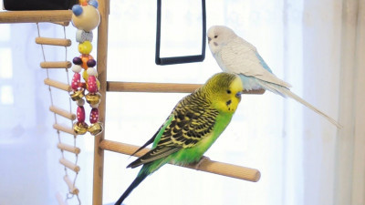 Muhabbet Kuşları Birbirlerine Nasıl Alıştırılır?