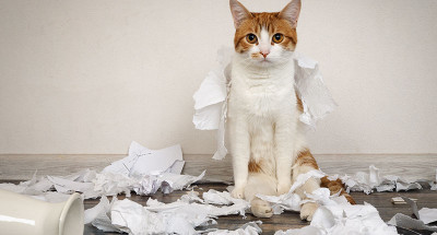 Kedim Kâğıt Yiyor, ne Yapmalıyım?