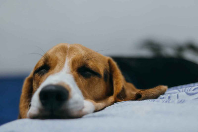 Kusan Köpeğe Yoğurt Verilir mi? Kusan Köpeğe Ne İyi Gelir?