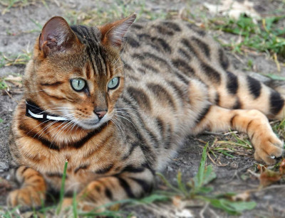 En Büyük Kedi Cinsleri Nelerdir?