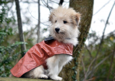 Evcil Hayvanlara Kıyafet Giydirilmeli midir?
