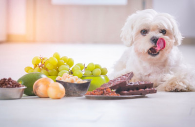 Köpekler için Yaz Yiyecekleri Nelerdir?