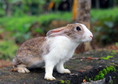 Evcil Tavşanlar ne yer? Evcil Tavşanlar Nasıl Beslenir?