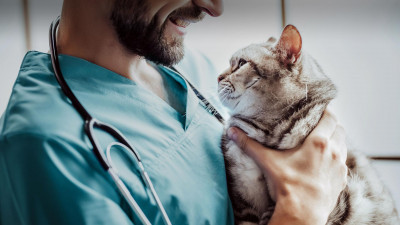 Veteriner Hekime Hayvan Bakımı Hakkında Sorulması Gerekenler