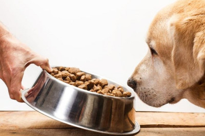 Köpekler Kedi Maması yer mi?