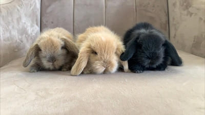 Kışın Tavşanları Sıcak Tutmanın Yolları