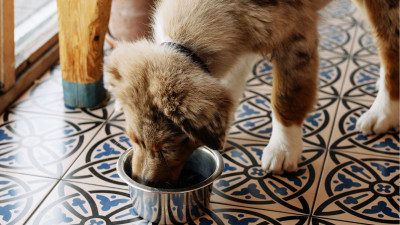 Köpeğim çok iştahsız, neden?